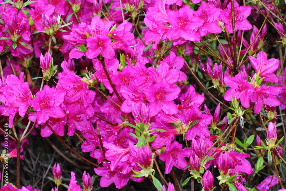 Water drops on purple flowers Water drops on purple flowers