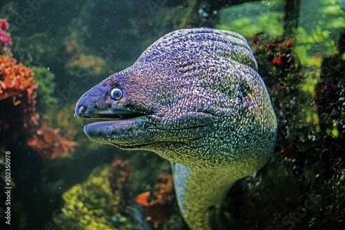 Underwater close up portrait of muraena fish