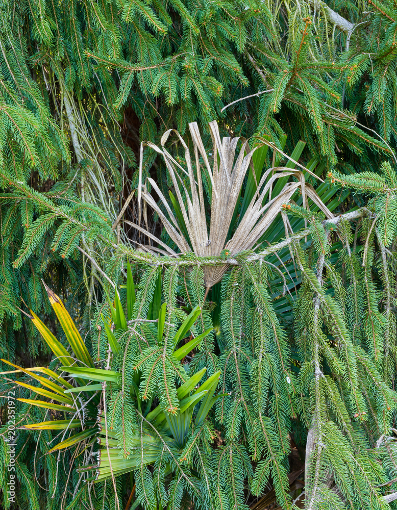 Green pine fronds in spring with palm leaves in the middle