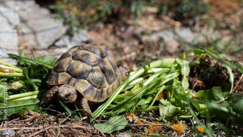 Griechische Landschildkröte