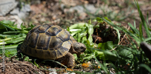 Griechische Landschildkröte