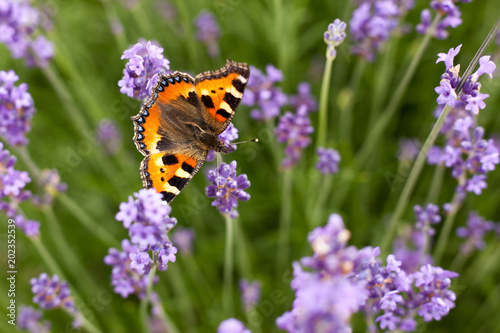 Butterfly purple flowers © RSQB