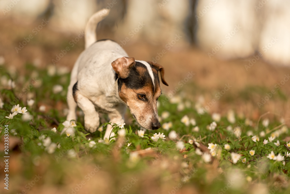 Φωτογραφία dog stands in the woods in spring in anemone flowers and smells it - Cute little