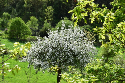 blühender Baum photo