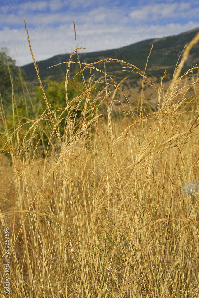 Obraz premium Festuca Pratensis, Allergens Plants