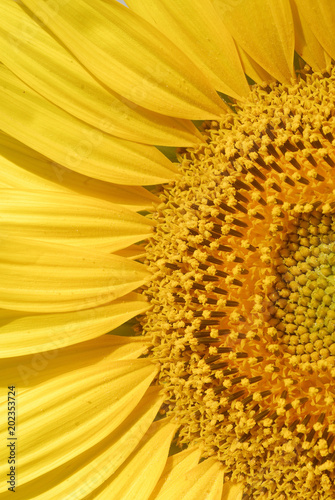 Helianthus annus, Sunflower, Allergens Plants © JAH