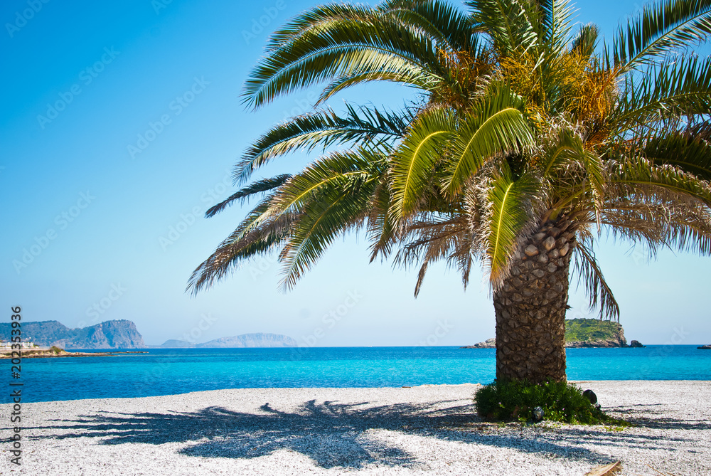 Single tree on a sunny beach in Ibiza