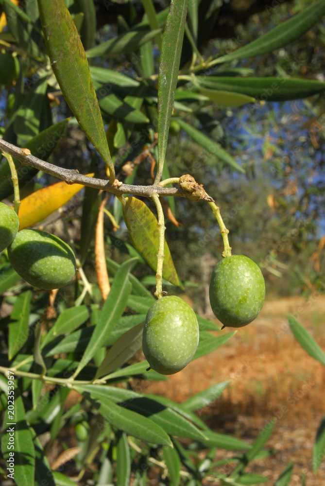 Olea europea, Allergens Plants Olea europea, Allergens Plants