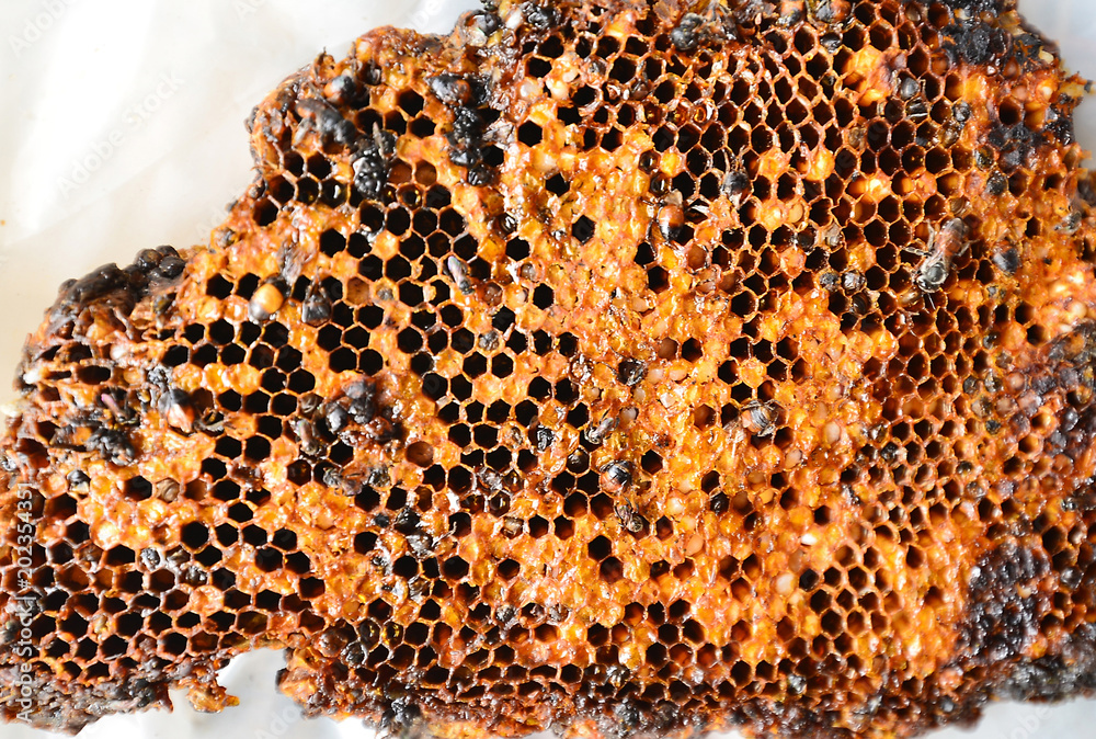 Fresh honeycomb lay on white ground.