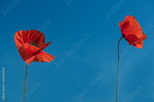 Two flowers of scarlet poppy on blue background of clear sky. Minimum image, maximum free space.
