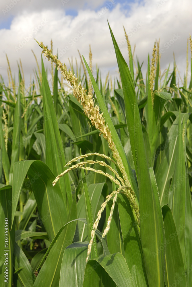Obraz premium Zea mays, Corn, Allergens Plants