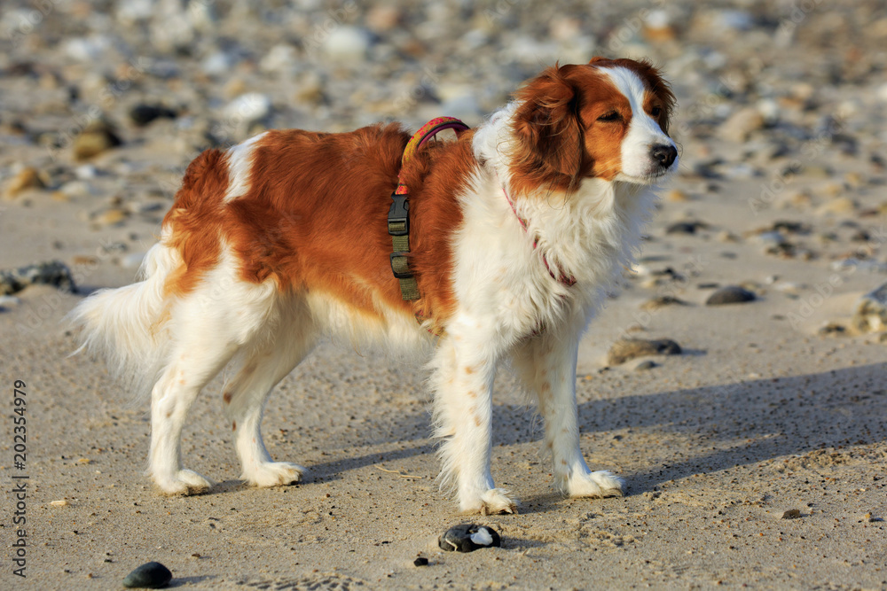 Dutch Kooikerhondje dog on a beach in Denmark Dutch Kooikerhondje dog on a beach in Denmark