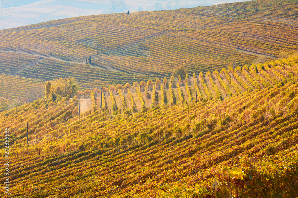 Vineyards and hills in autumn with yellow leaves in a sunny day