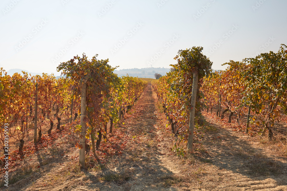 Vineyard, vine rows in autumn with yellow leaves in a sunny day