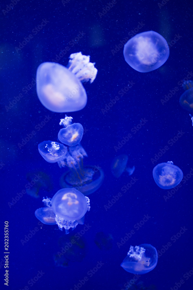 jellyfish in the sea jellyfish in the sea