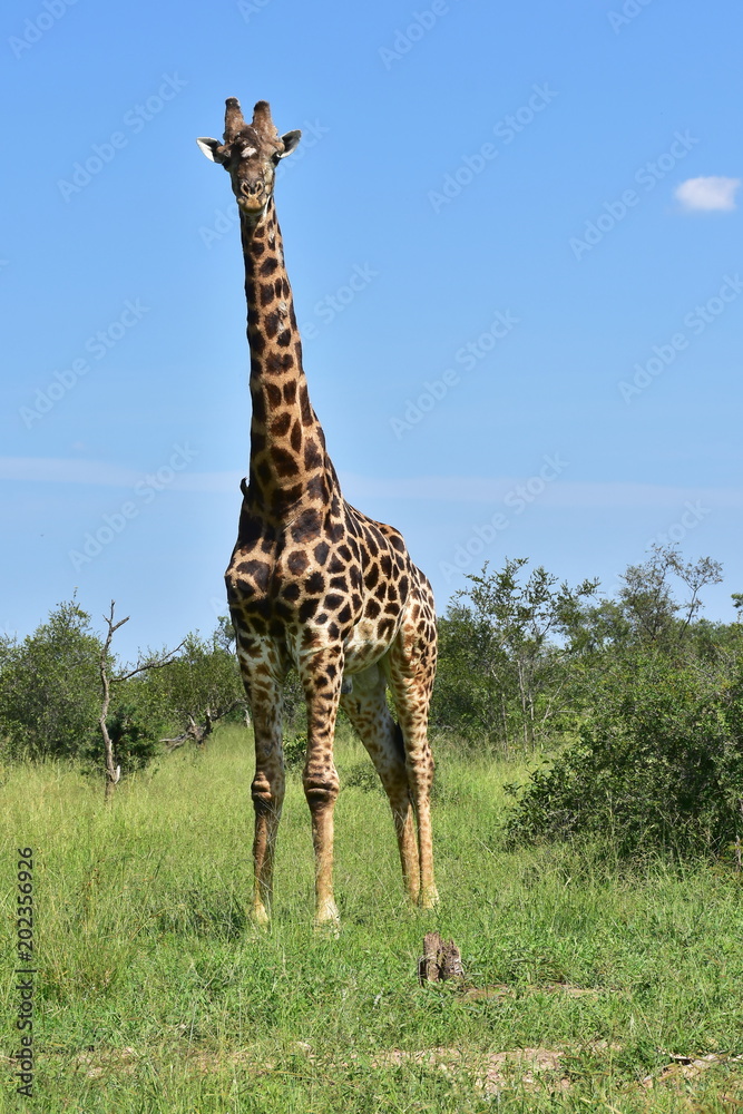 giraffe in Kruger National park in South Africa, near district Lower Sabie giraffe in Kruger National park in South Africa, near district Lower Sabie