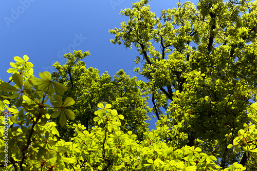 Kastanienbaum mit gr  nen Bl  ttern im Fr  hjahr vor blauen Himmel