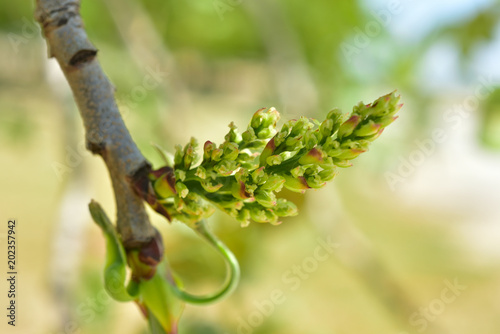 Pistachio tree bloom