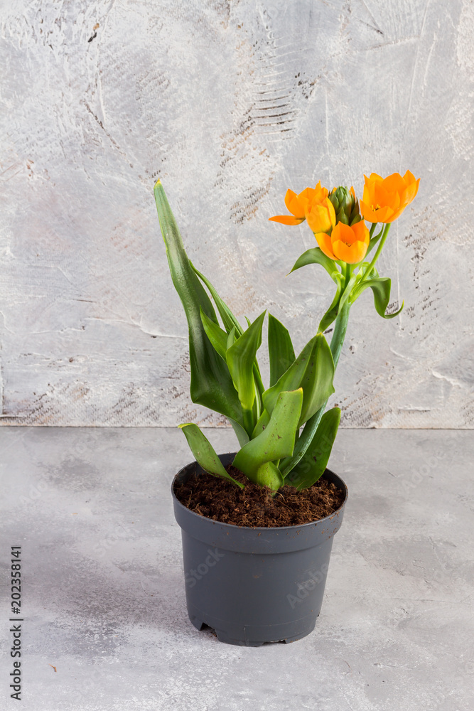 Ornithogalum dubium- sun star. Orange flower in the pot. Isolated. Gray  background. Stock Photo | Adobe Stock