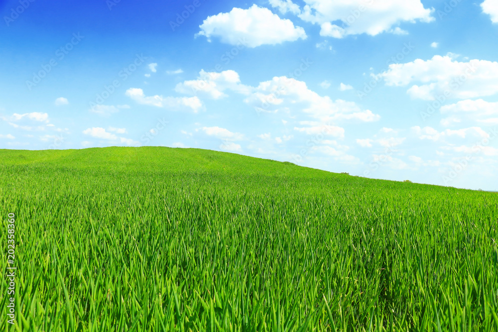 green wheat field against a blue sky