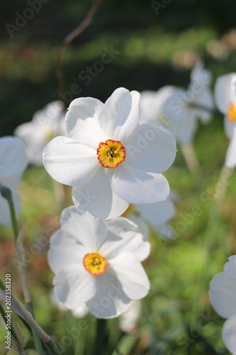 Fototapeta Naklejka Na Ścianę i Meble -  Narcisse