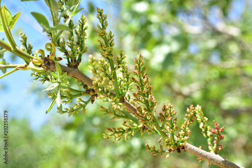 Pistachio tree bloom