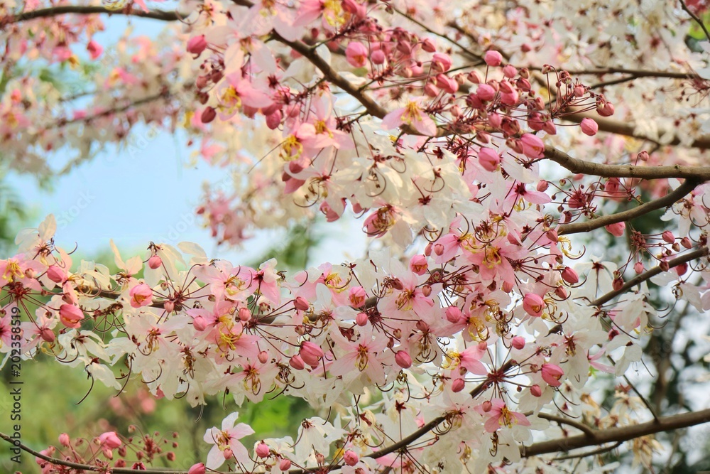 Rainbow Shower Tree, Gorgeous tropical tree, with blue sky and green leaves background in summer time. Nature concept. Rainbow Shower Tree, Gorgeous tropical tree, with blue sky and green leaves background in summer time. Nature concept.