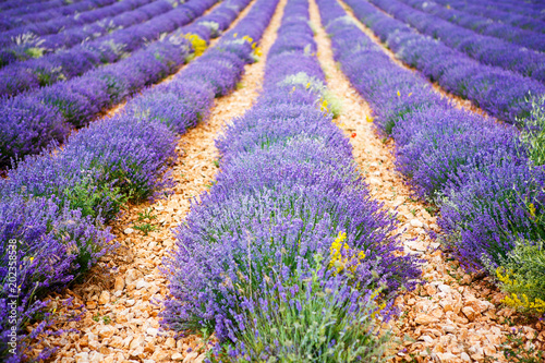 Lavender fields near Valensole in Provence  France.