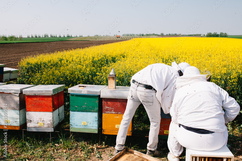 Two beekeepers working with bees in Rapeseed field Two beekeepers working with bees in Rapeseed field