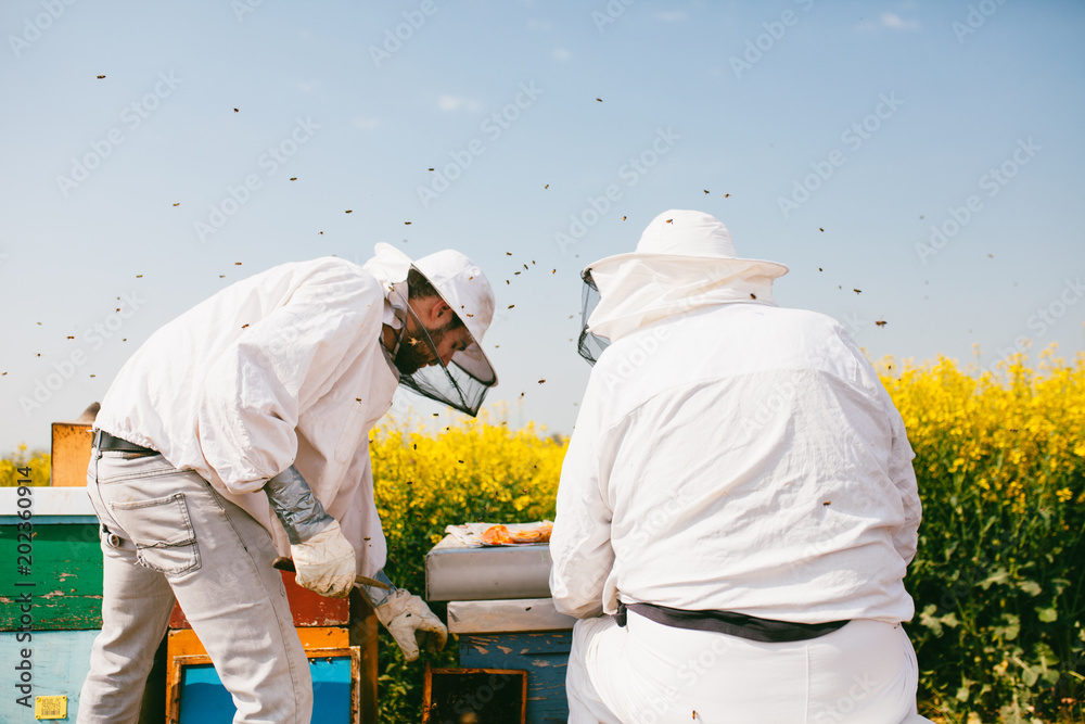 Two of beekeepers taking Rapeseed honey in the Oilseed rape field