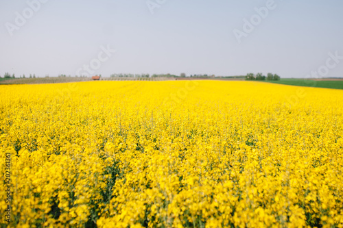 Large fields of Rapeseed or Oilseed rape in Vojvodina © Sasa Lalic