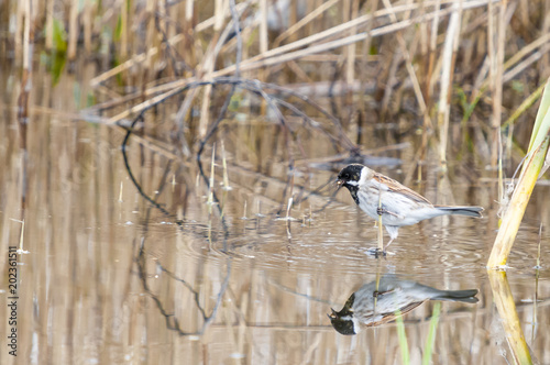 Reed Bunting / A Reed Bunting, Emberiza schoeniclus, picking seed out of a pond while balancing on a broken reed, Staveley Nature reserve, Yorkshire, England. 03 Apr photo