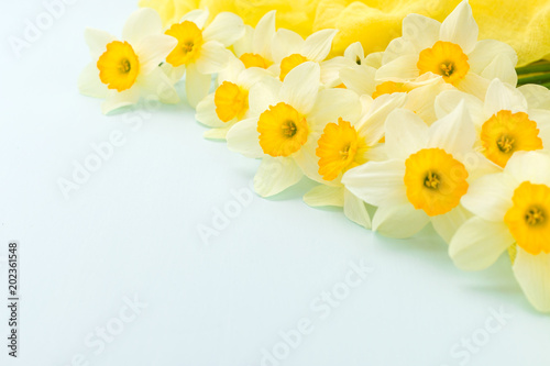 Fototapeta Naklejka Na Ścianę i Meble -  Daffodil spring flowers with yellow textile decoration on blue pastel background with copy space.