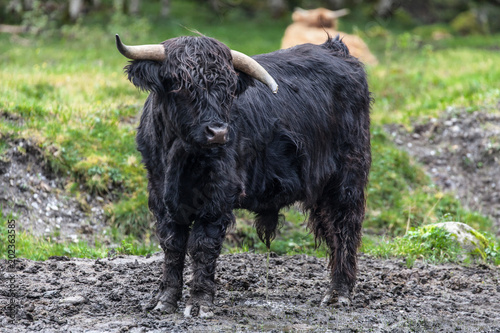 Highland Cattle with Crooked Horn photo