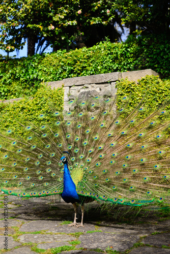 Beautiful peacock displaying itself on a beautiful sunny day. The peacock has the scientific name of Pavo cristatus. It is a native bird of the Indian subcontinent, being the national bird of India.
