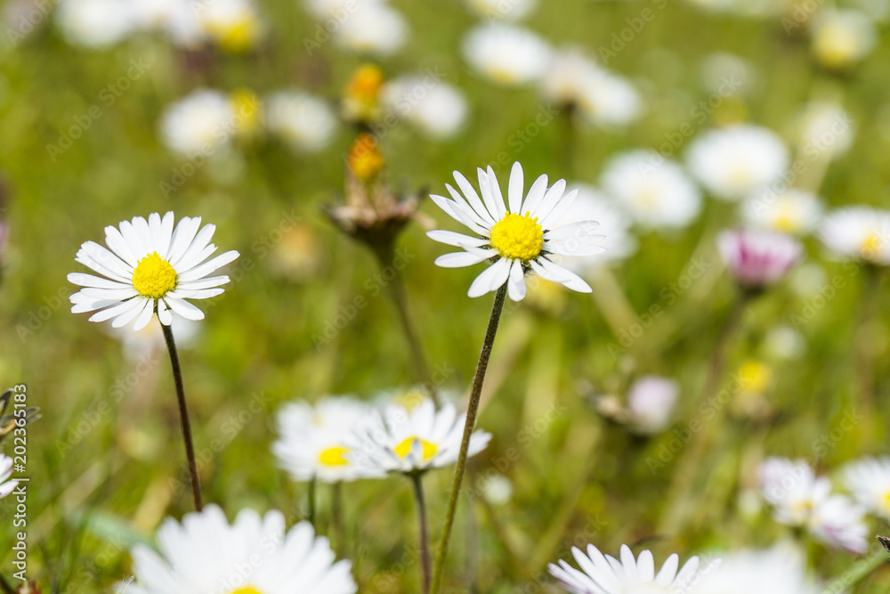 The flowers in the field