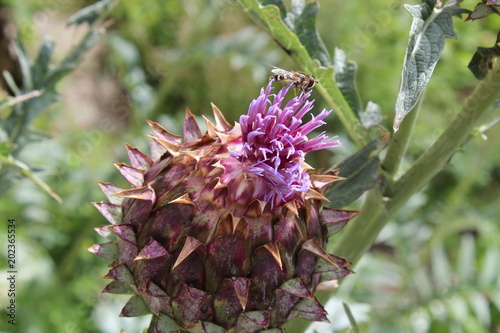 Fleur d'artichaut prête à s'ouvrir