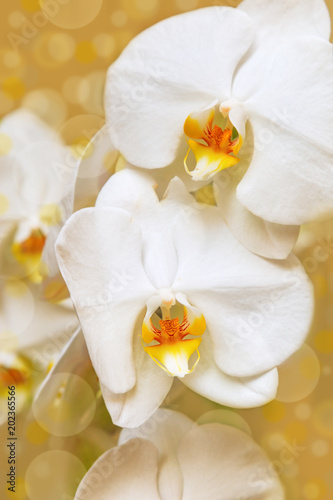 Branch of white orchid close up on blurred background with bokeh. Soft focus.