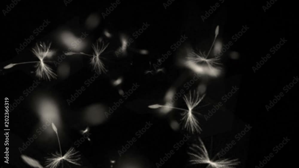 4k Flying dandelion catkins particle background.