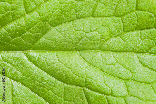 Green leaf texture. Natural green leaf skeleton. Transverse venation pattern of green leaf. Veins pattern.