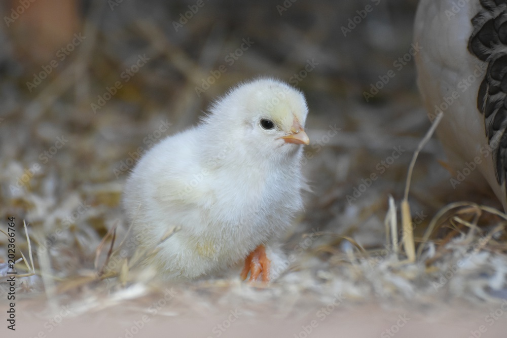 junges Hühner Küken im Stall