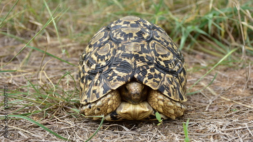 Leopard tortoise in Kruger National park in South Africa