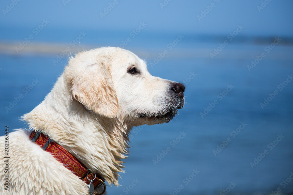 Profile portrait of beautiful and young white dog at the seaside in summer. Close-up Image of A happy and wet golden retriever girl on the beach or blue sea background on sunny day.