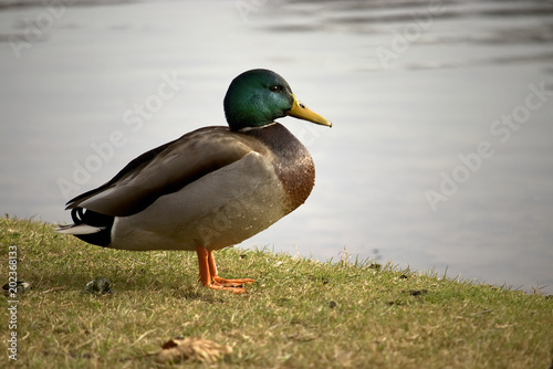 Lakeside Duck