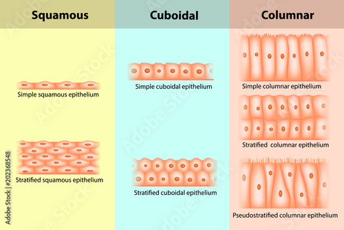 Types of Epithelial tissue. Epithelium
 photo