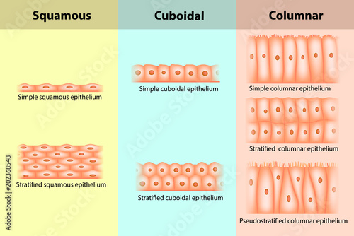 Types of Epithelial tissue. Epithelium
