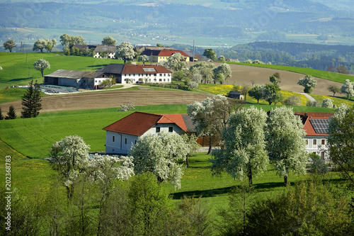 Frühling im Mostviertel baumblüte