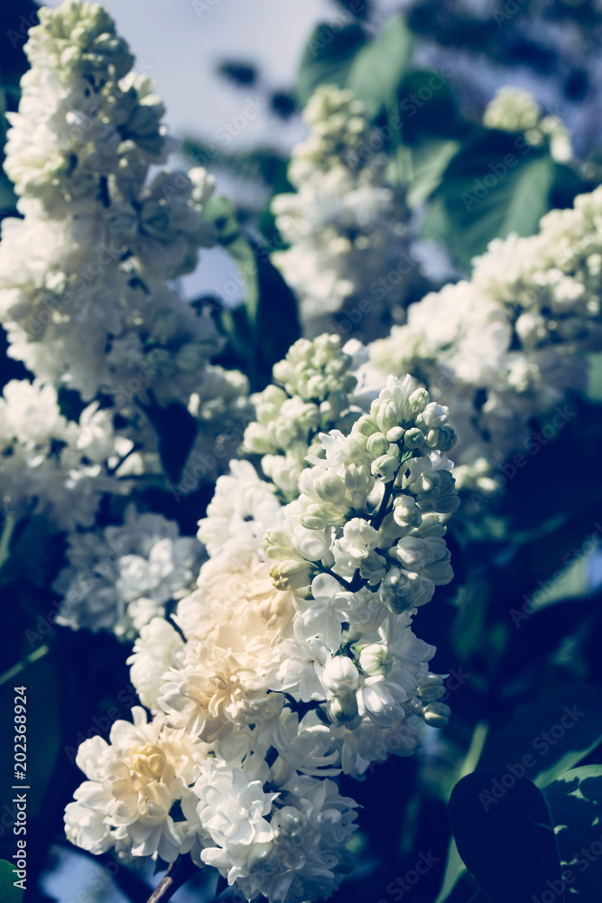 White tree flowers in spring White tree flowers in spring