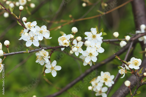 Blooming wild plum tree in daylight.