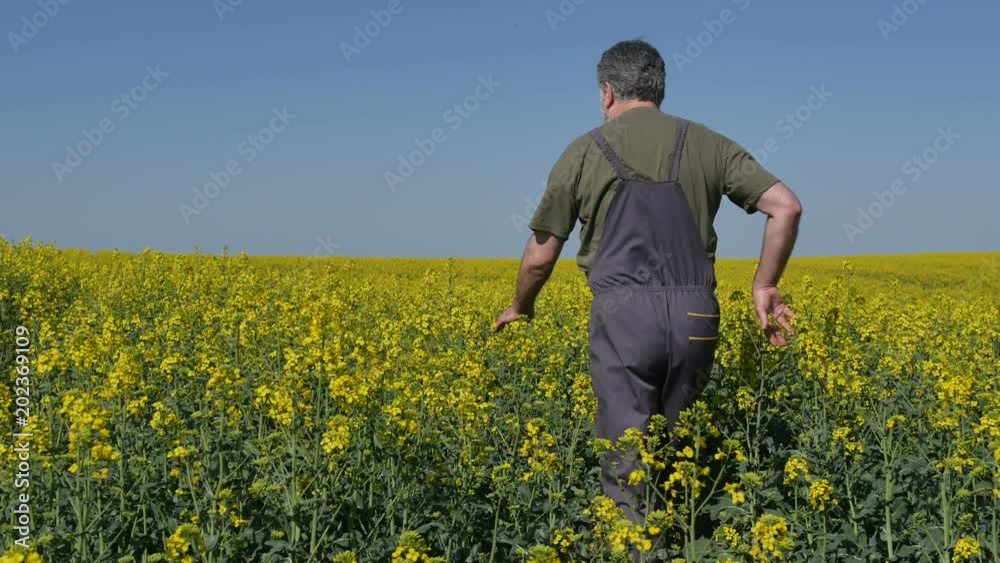 Agronomist or farmer walking and examining blossoming canola field, rapeseed plant in spring Agronomist or farmer walking and examining blossoming canola field, rapeseed plant in spring